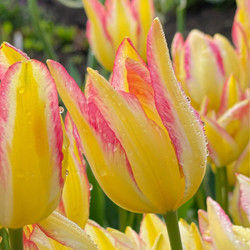 Tulip Single Late Antoinette