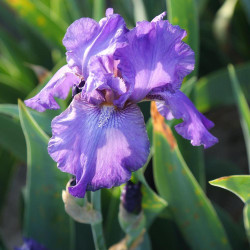 Bearded Iris His Royal Highness