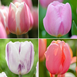 Four types of single tulips in pastel hues of pink, peach and purple with early and late spring bloom times.
