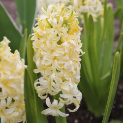 Side view of hyacinth City of Haarlem, highlighting the creamy yellow color of these early spring flowers.