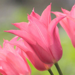 Side view of pink lily-flowered tulip Mariette showing pointed petals lit up by spring sunlight.