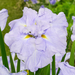 Iris Ensata Ice Cream