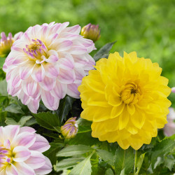 A pair of low-growing border dahlias, showing one bright yellow flower of Gallery Serenade and one of the pink and white variety Gallery Monet.