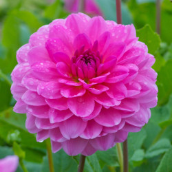 Dahlia Rosella, featuring a single, 5" blossom of this hot pink decorative dahlia.