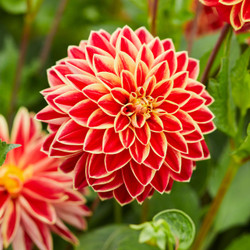 Dahlia Decorative Maxime