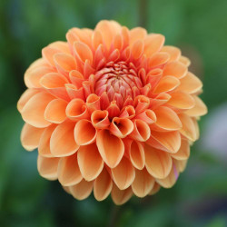 A single blossom of ball dahlia Maarn, showing this variety's perfectly round flower shape and pumpkin orange color.