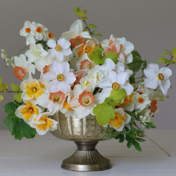 A formal arrangement of daffodils in a brass compote vase, featuring seven different varieties including Pink Pride, Cheerfulness, Delnashaugh, Love Call, Actaea, Pueblo and Cragford.