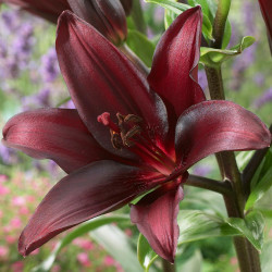 One flower of Asiatic lily Mapira, showing the upward-facing blossom and its satiny, deep burgundy petals.
