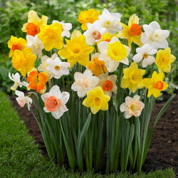 A long lasting daffodil mix featuring a wide range of varieties with different flower styles and colors to ensure a long season of spring blooms.