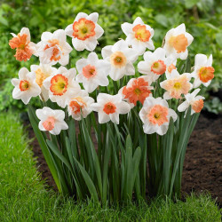 Daffodil Assorted Pink Mix with single, double and split corona daffodils that all have pink or peach cups.