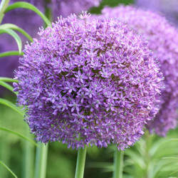 Allium – Flowerbulbsrus.com