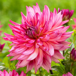 Dahlia Dinnerplate Pinkie Swear