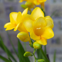 Freesia Single Yellow