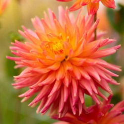 Side view of the semi-cactus dahlia Felida Solar Flare, showing the flower's quilled petals and brilliant color combination of yellow, coral and orange.