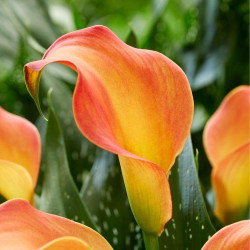 The bright orange and yellow flowers of calla lily Morning Sun.