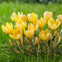 The pale yellow flowers of early-blooming species crocus Romance.