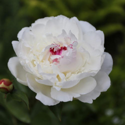 Peony Lactiflora Festiva Maxima