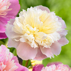 Peony Lactiflora Lady Alexandra Duff