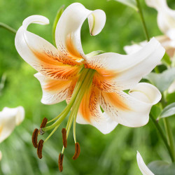 Species lily Lady Alice displaying white reflexed petals and an orange center.