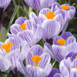 The early spring flowers of crocus Pickwick, highlighting this variety's white petals with purple stripes and brilliant orange centers.