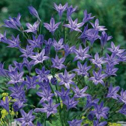 The purple flowers of Brodiaea Queen Fabiola, also known as Triteleia laxa, and triplet lily.