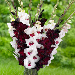 Two varieties of gladiolus, featuring Espresso, with deep burgundy flowers and Fiorentina, which has white flowers with burgundy centers.