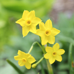 Baby Boomer daffodil, showing a close up of the miniature, bright yellow flowers of this spring-blooming Cyclamineus narcissus