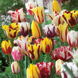 Rembrandt mix tulips in a range of flower shapes, color combinations and striped petals.