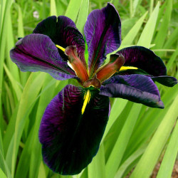 Iris Louisiana Black Gamecock