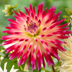 Cactus dahlia Tahiti Sunrise, highlighting one vibrant, raspberry and pale yellow blossom with spiky petals.