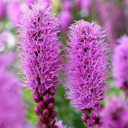 The fluffy purple flowers of the native prairie plant Liatris spicata, also known as Blazing Star.
