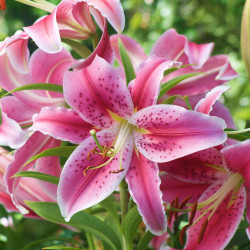 A large group of deep pink Stargazer Oriental lilies blooming in a late summer garden