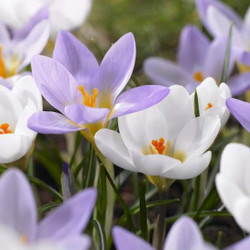 Early-blooming snow crocus in a spring garden, featuring the lavender flowers of Fire Fly and the pure white flowers of Miss Vain.