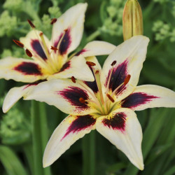 Lily Asiatic Sunset Mix - 9 bulbs - Longfield Gardens