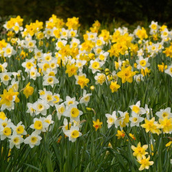 Daffodil Assorted Naturalizing Mix, featuring a blend of yellow and white daffodils blooming on a sunny spring morning.