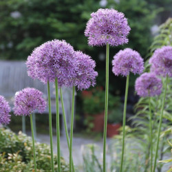 Allium Giant His Excellency