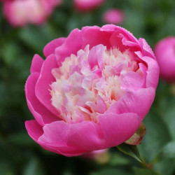 Peony Lactiflora Bowl of Beauty