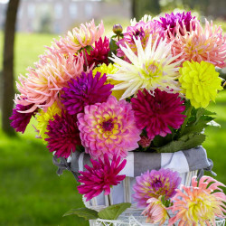 A casual bouquet of dahlias on a table outdoors, featuring many different flower styles and colors.