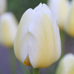 A single blossom of Triumph tulip Pays Bas, showing this variety's large flowers with pure white petals with soft yellow highlights.