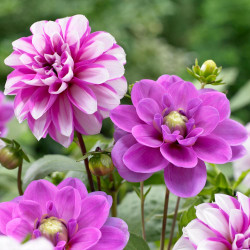 Two varieties of waterlily style dahlias, featuring the violet purple flowers of Serkan and the hot pink and white flowers of Priceless Pink.