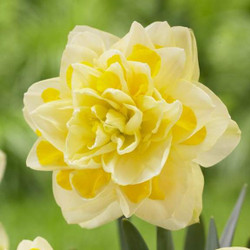 Daffodil Double Sweet Pompenette