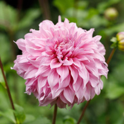 Dinnerplate dahlia Vassio Meggos, showing the large, 10" flowers and lovely orchid pink petals.