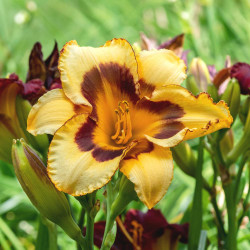 Daylily El Desperado