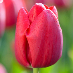 Triumph tulip Bastogne showing one velvety, deep red blossom in a spring garden.