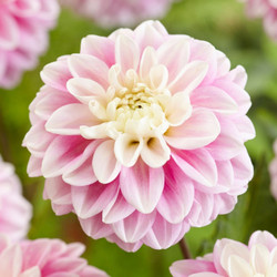 A single blossom of decorative dahlia Fluffles, showing the flower's sweet, candy-pink and white color and gently twisting petals.