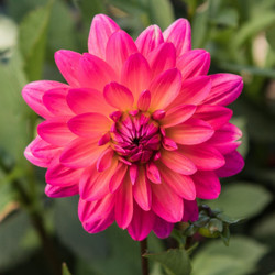 A single blossom of decorative dahlia Karma Fuchsiana, showing the flower's perfect form and brilliant, hot pink color.