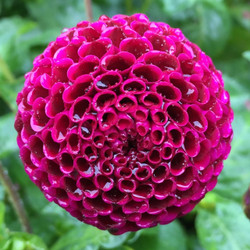 A single blossom of Rocco, a raspberry-red pompon dahlia with tightly curled petals that form a dense flower head.