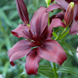 The dark burgundy and maroon flowers of Asiatic lily Dimension.