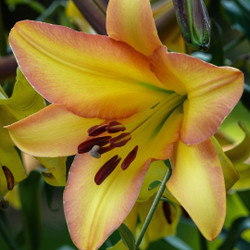 Close up of Oriental trumpet lily Rising Moon, showing the flower's large, deep yellow flower with a warm blush of rose-pink and mango.
