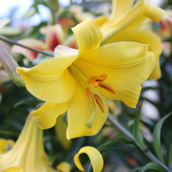 Lily Trumpet Golden Splendor